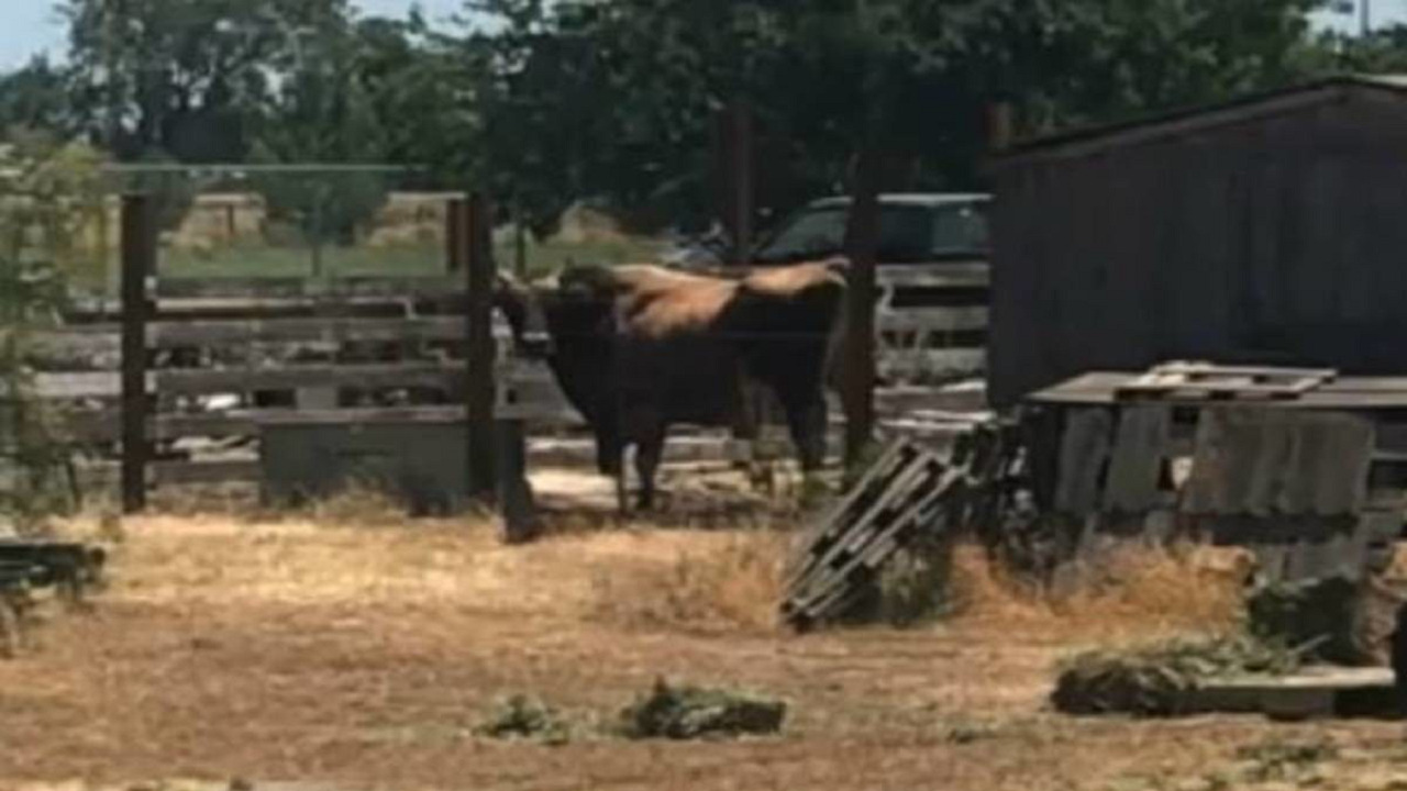 Agricultor morre após ser atacado por touro em Santo Ângelo