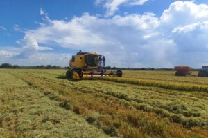 Colheita de arroz no RS atinge 14,69% da área semeada, afirma IRGA